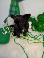 Calliope , a female Chihuahua for sale in Gray, TN – Photo 6 of 8