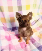 Latte 3.5lb AKC , a female Chihuahua for sale in Gray, TN – 5 of 9