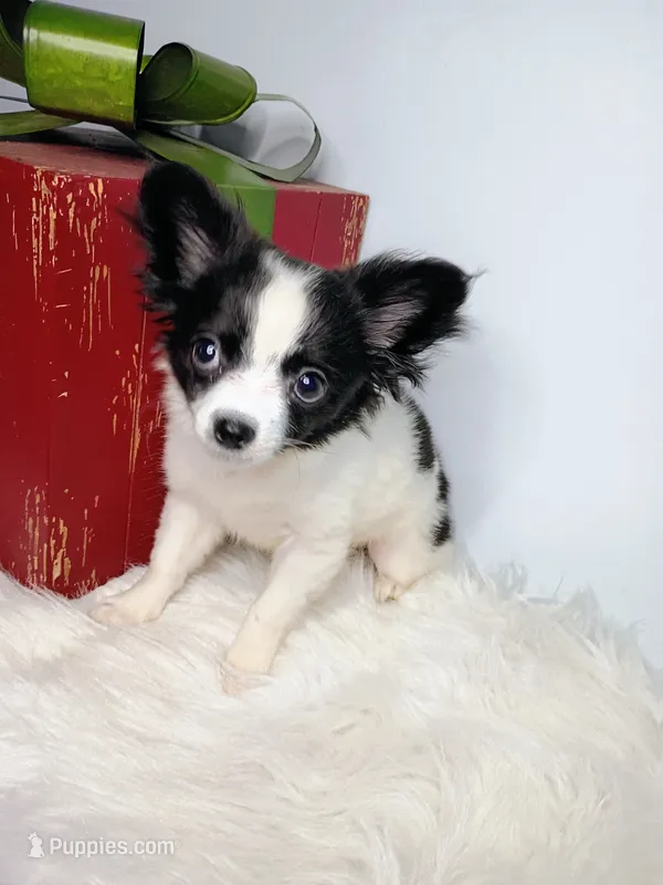 Faith – Chihuahua puppy on hold in Gray, TN