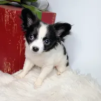 Faith, a female Chihuahua for sale in Gray, TN – Photo 1 of 9