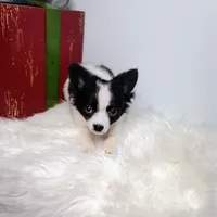 Faith, a female Chihuahua for sale in Gray, TN – Photo 7 of 9