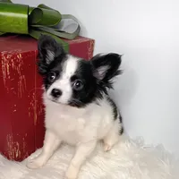 Faith, a female Chihuahua for sale in Gray, TN – Photo 8 of 9