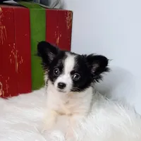 Faith, a female Chihuahua for sale in Gray, TN – Photo 2 of 9