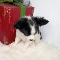 Faith, a female Chihuahua for sale in Gray, TN – Photo 4 of 9