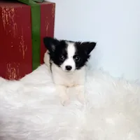 Faith, a female Chihuahua for sale in Gray, TN – Photo 6 of 9