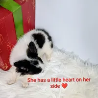 Faith, a female Chihuahua for sale in Gray, TN – Photo 5 of 9