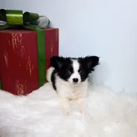 Faith, a female Chihuahua for sale in Gray, TN – Photo 9 of 9