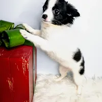 Faith, a female Chihuahua for sale in Gray, TN – Photo 3 of 9