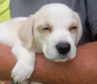 Lily , a female Labrador Retriever and English Cream Golden Retriever for sale in Gray, TN – 8 of 10
