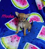Mocha , a female Chihuahua for sale in Gray, TN – 3 of 8
