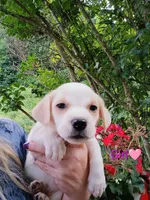 Lily, a female Labrador Retriever and English Cream Golden Retriever for sale in Gray, TN – 1 of 3
