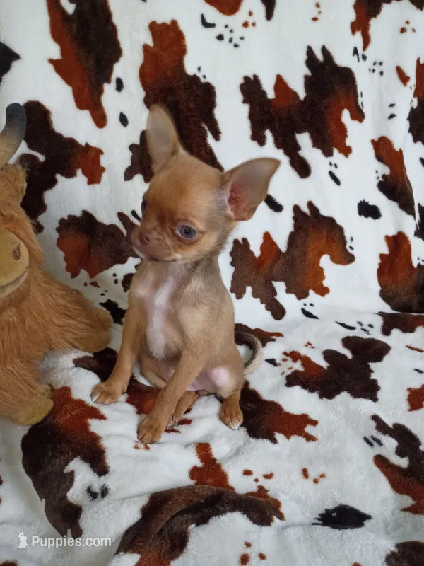 Mocha AKC – Chihuahua puppy for sale in Gray, TN
