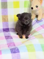 Magnolia AKC 3.5lbs, a female Chihuahua for sale in Gray, TN – 6 of 8