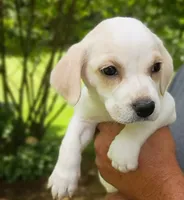 Lily , a female Labrador Retriever and English Cream Golden Retriever for sale in Gray, TN – 3 of 10