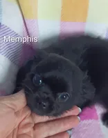 Memphis AKC, a male Chihuahua for sale in Gray, TN – 10 of 10