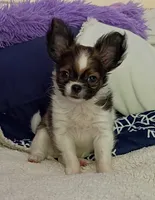 Oakley , a male Chihuahua for sale in Gray, TN – 1 of 10