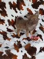Lil Latte AKC, a female Chihuahua for sale in Gray, TN – 2 of 10