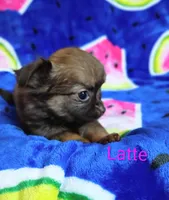 Lil Latte AKC, a female Chihuahua for sale in Gray, TN – 7 of 10