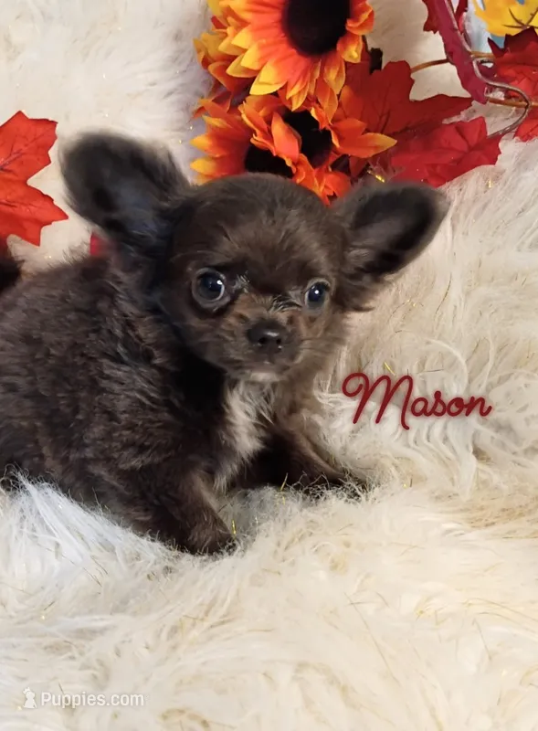 Mason AKC 3.5lbs – Chihuahua puppy for sale in Gray, TN