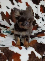 Chai AKC, a male Chihuahua for sale in Gray, TN – 3 of 9