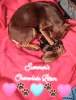 Latte 3.5lb, a female Chihuahua for sale in Gray, TN – 7 of 8