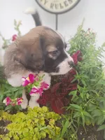 Oakley , a male Bernese Mountain Dog and Labrador Retriever for sale in Gray, TN – 6 of 10