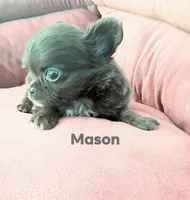 Mason , a male Chihuahua for sale in Gray, TN – 5 of 8