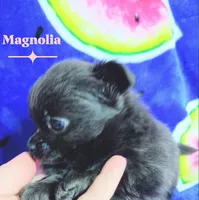 Magnolia 3.5lbs, a female Chihuahua for sale in Gray, TN – 3 of 8