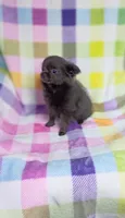 Magnolia AKC 3.5lbs, a female Chihuahua for sale in Gray, TN – 8 of 8