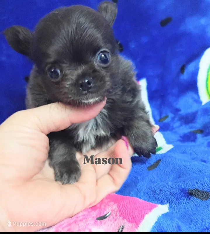 Mason  – Chihuahua puppy for sale in Gray, TN