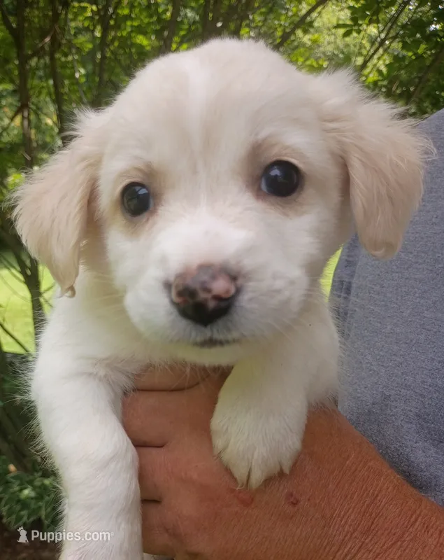 Owen – Labrador Retriever, English Cream Golden Retriever puppy for sale in Gray, TN