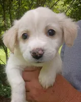 Owen, a male Labrador Retriever and English Cream Golden Retriever for sale in Gray, TN – 1 of 8