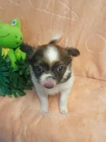 Oakley , a male Chihuahua for sale in Gray, TN – 3 of 10