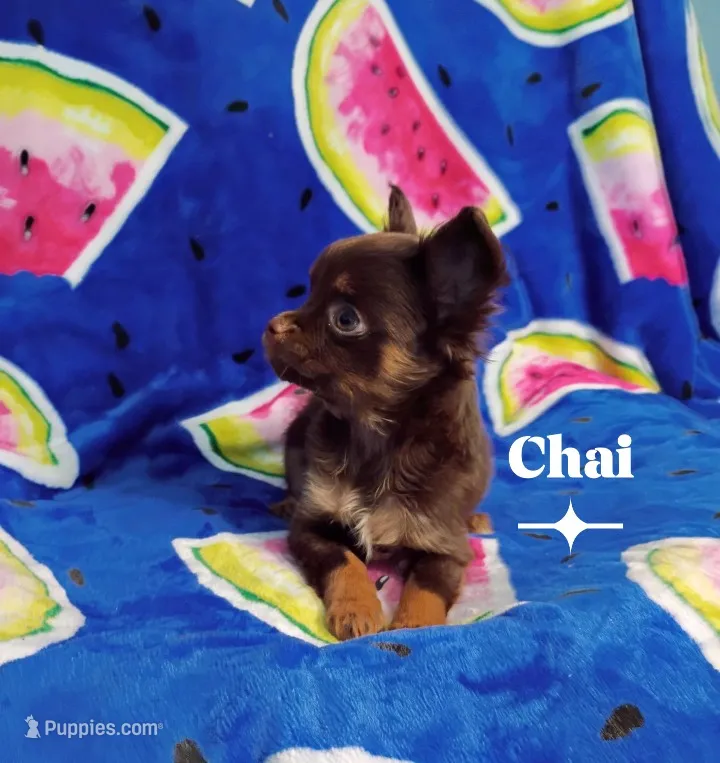 Chai – Chihuahua puppy for sale in Gray, TN