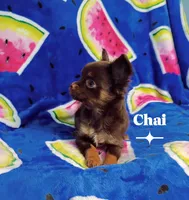 Chai, a male Chihuahua for sale in Kingsport, TN – 1 of 8