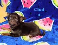 Chai, a male Chihuahua for sale in Kingsport, TN – 4 of 8