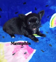 Memphis , a male Chihuahua for sale in Gray, TN – 4 of 7