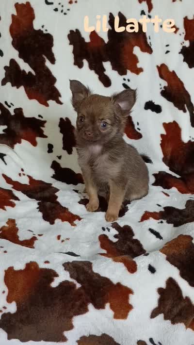Lil Latte AKC, a female Chihuahua for sale in Gray, TN – 10 of 10