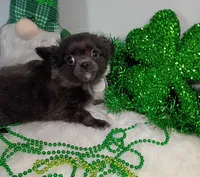 Penelope , a female Chihuahua for sale in Gray, TN – Photo 9 of 9