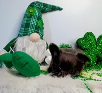 Penelope , a female Chihuahua for sale in Gray, TN – Photo 4 of 9