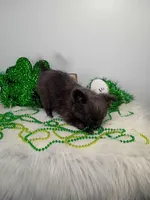 Penelope , a female Chihuahua for sale in Gray, TN – Photo 8 of 9