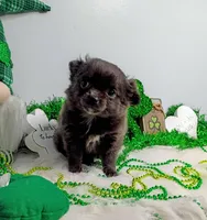 Penelope , a female Chihuahua for sale in Gray, TN – Photo 7 of 9