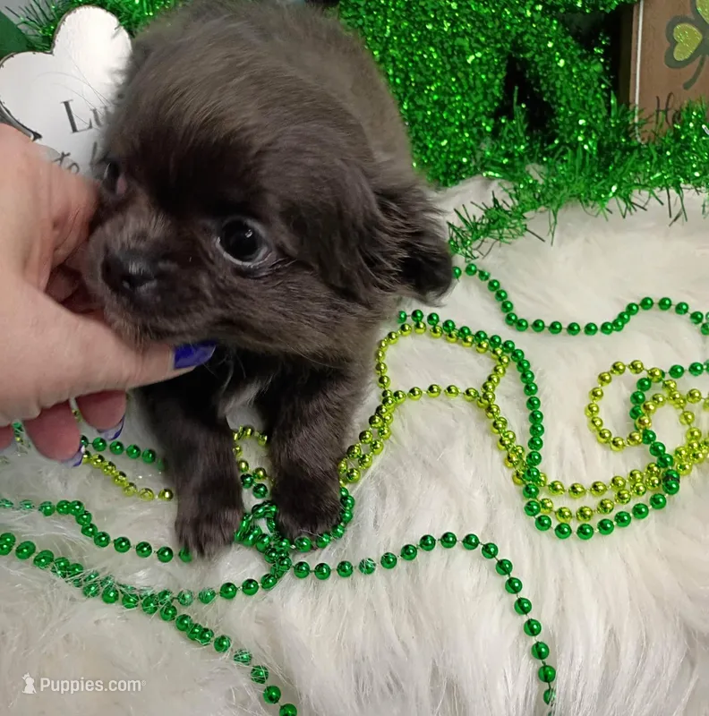 Penelope  – Chihuahua puppy for sale in Gray, TN