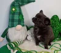 Penelope , a female Chihuahua for sale in Gray, TN – Photo 2 of 9