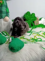 Penelope , a female Chihuahua for sale in Gray, TN – Photo 3 of 9