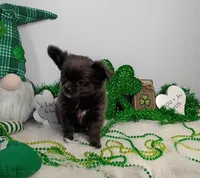 Penelope , a female Chihuahua for sale in Gray, TN – Photo 5 of 9