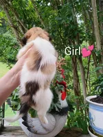 Penelope , a female Bernese Mountain Dog and Labrador Retriever for sale in Gray, TN – 6 of 8