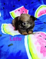 Lil Latte AKC, a female Chihuahua for sale in Gray, TN – 9 of 10