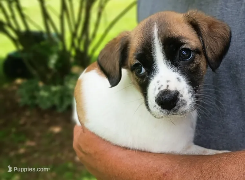 Daisy  – Bernese Mountain Dog, Labrador Retriever puppy for sale in Gray, TN