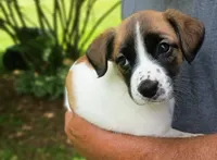 Daisy , a female Bernese Mountain Dog and Labrador Retriever for sale in Gray, TN – 1 of 9